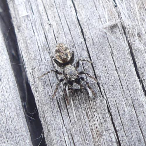 Salticus sp.